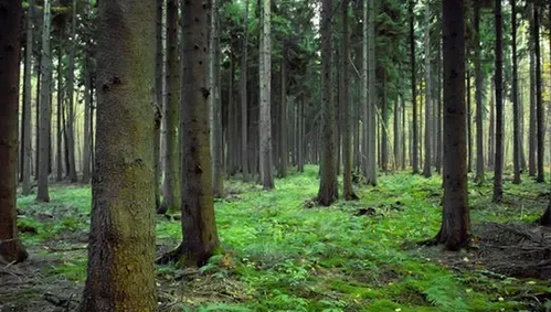 仟億達(dá)831999:林業(yè)碳匯項(xiàng)目的儲(chǔ)備與開發(fā)“意義 仟億達(dá)831999:林業(yè)碳匯項(xiàng)目的儲(chǔ)備與開發(fā)“意義