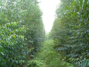 仟億達林業碳匯,為地球“減負”實現碳發展 仟億達林業碳匯